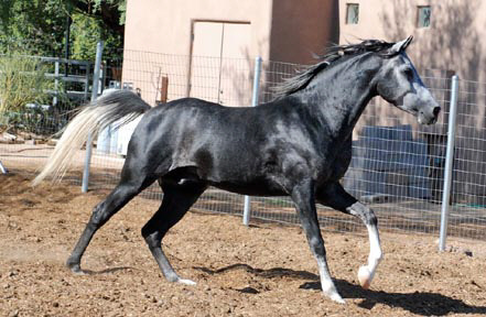 Fa Lothar Azaba bred by Elizabeth Dawsari an owned by Frank and Linda Bochansky.  2007 photo by Frank Bochansky.