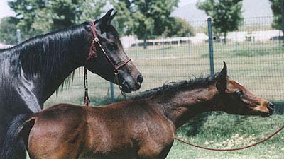 Ahmed Fabo and his dam Dahma Saafada, Diana Johnson 1998