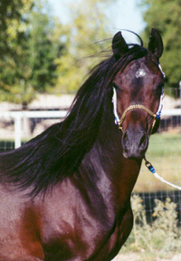 Ahmed Fabo -  October 2003 Diana Johnson photo