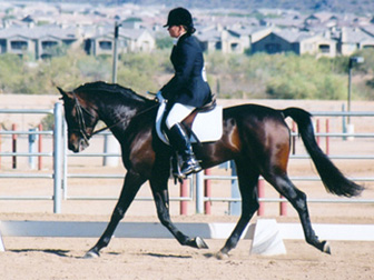 Ahmed Fabo  -  December 2002 Saguaro Classic Arabian Horseshow - Diana Johnson Photo