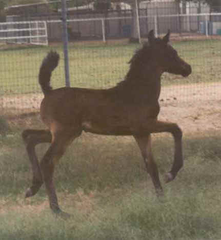 Ahmed Serr-Fabah as a foal - 1997 Diana Johnson photo