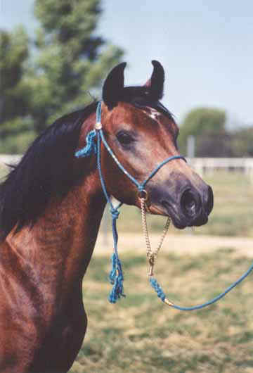 Ahmed Serr-Fabah - Yearling photo - 1998 Diana Johnson photo