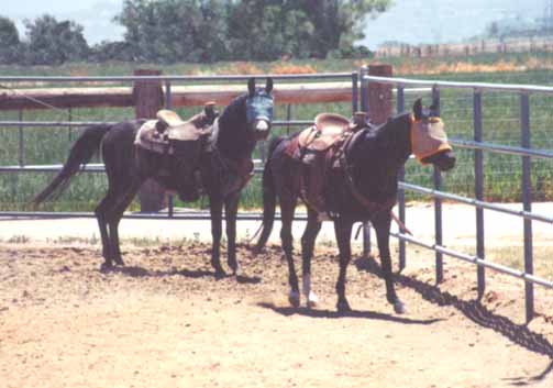 Ahmed Serr-Fabh and Abbas Ibn Lothar saddled and wearing "Foster Grants"- Both are Babson stallions - 2000 Diana Johnson photo