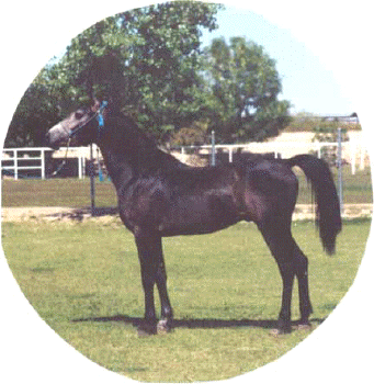 Ahmed Serr-Fabah at 3 years old - 2000 Diana Johnson photo