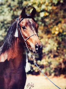 Bint Bint Serabah was bred by Elizabeth Dawsari and is owned by Elaine Yerty.  1999 Polly Knoll photo
