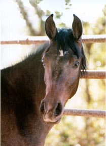 Elaine Yerty photo  Sadly Khebrina was lost as a yearling.