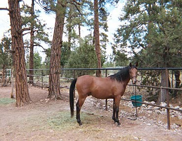 Fabah Serr on his first camping trip in the summer of 2003.  He enjoyed exploring the mountain trails on a leadrope with his buddies Star and Teri.