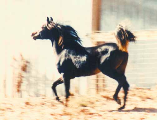 Kamal Ibn Fabo at 3 yrs - c  Diana Johnson 1990