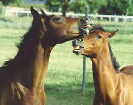 Mah Sabbah Bedu and Fabah Serr playing "Bitey"