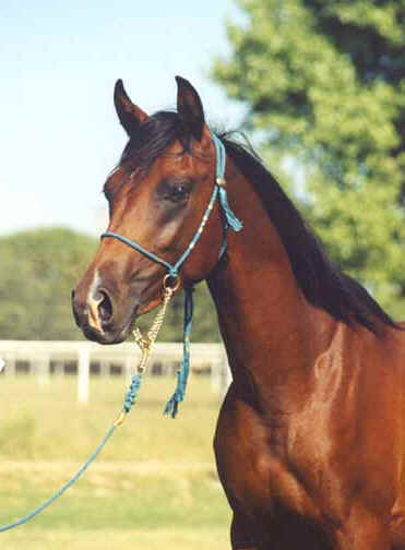 Fabah Serr in yearling photo taken July 2002 by Diana Johnson