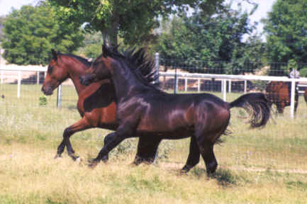 Mah Sabbah Bedu in foreground and Fabah Serr in background - Diana Johnson Photo