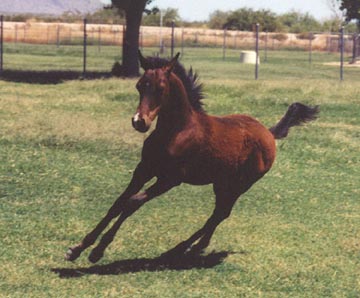 c  Diana Johnson photo 2001