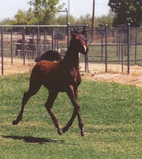 c  Diana Johnson photo 2001