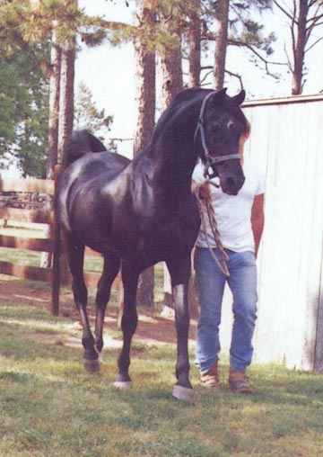 Fabo - from the Walter Schimanski collection