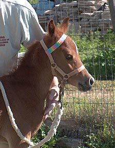 I made browbands for our foal halters so the poll strap does not slide down the neck and  become dangerous for the foal if it should pull on the halter.