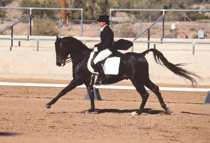 Ibn Sabbah Bedu+/  -  Prix St. Georges at the 2000 Saguaro Classic - Diana Johnson photo