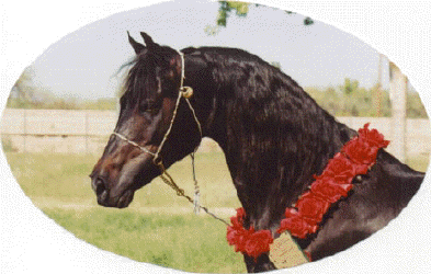 Ibn Sabbah Bedu+/ showing off his 2000 Scottsdale Championship Roses earned in Working Hunter - c  Diana Johnson photo