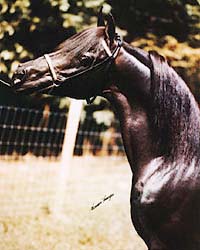 A favorite photo taken many years ago when Serabaar was a young stallion. Thank you to Vernon Krueger for his eye for beauty in capturing this image.