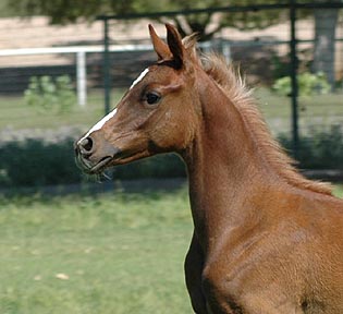 Ashkar El Khebir - 3 1/2  months old - note the flaxen mane coming in!  