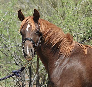 Serr Lothar - 1 year old - April 2005 Diana Johnson photo